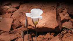 Desert Flower